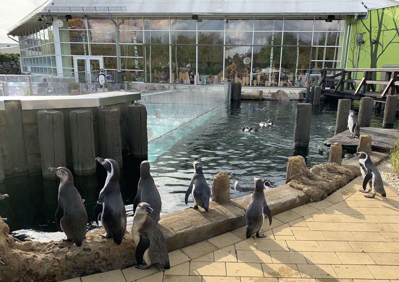 Spreewelten – Schwimmen mit den Pinguinen